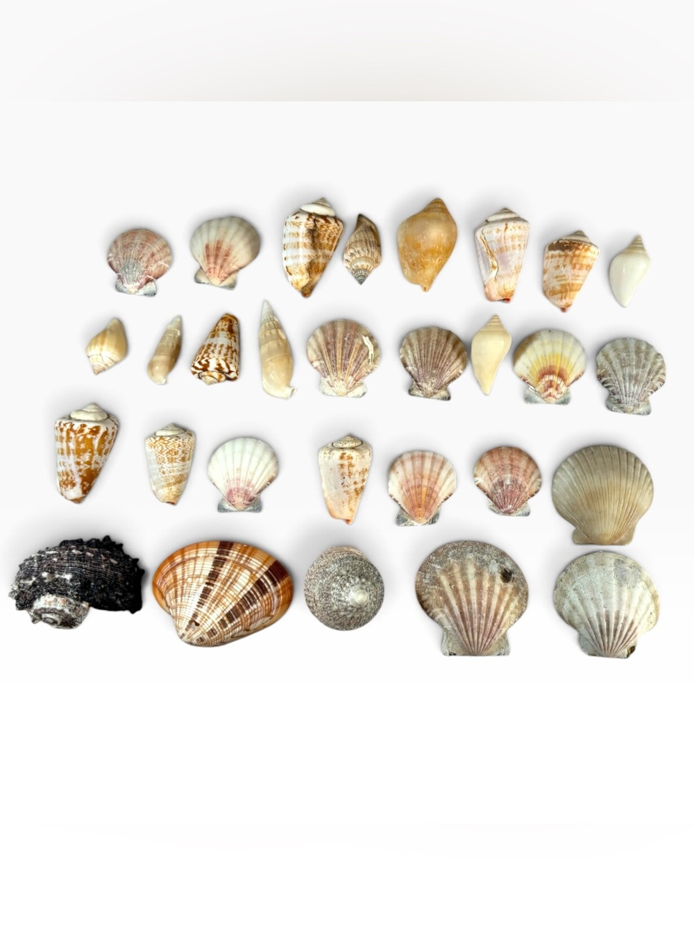Lot 28 Vintage Sea Shells Scallops Cones Top Turbo Calico Clam Craft Beach Decor